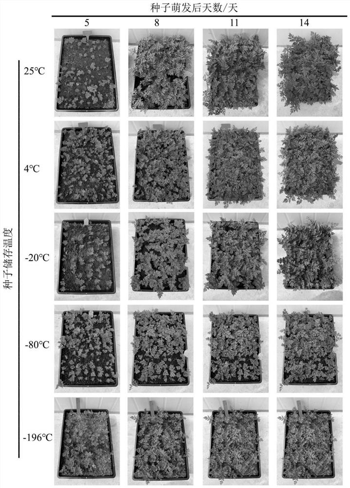 Preparation and storage method and application of dry szechuan lovage rhizome asexual propagation szechuan lovage rhizome seeds