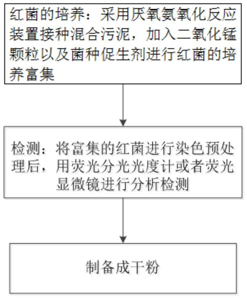 Preparation method of anaerobic ammonia oxidizing bacteria dry powder bacterial agent