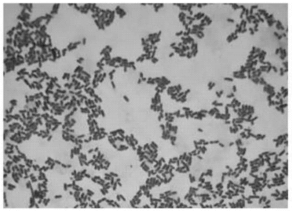 A strain of lactic acid bacteria capable of absorbing or degrading enterotoxin and its application