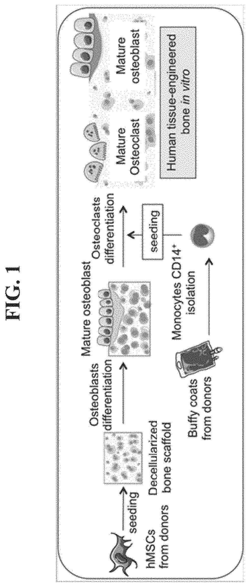 Tissue-engineered three-dimensional model for tumor analysis