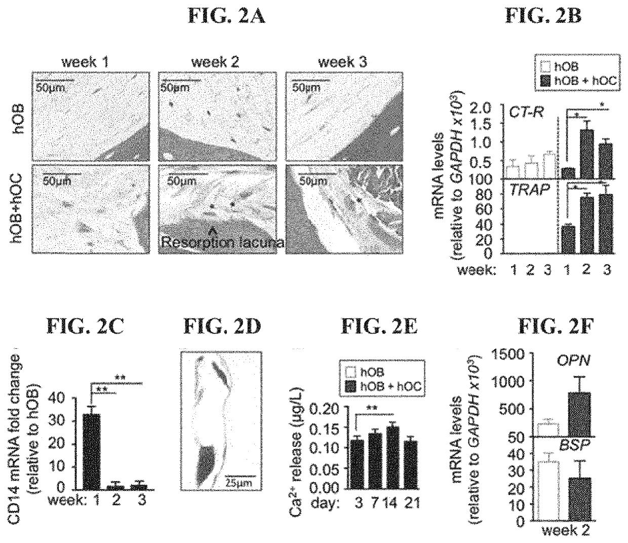 Tissue-engineered three-dimensional model for tumor analysis