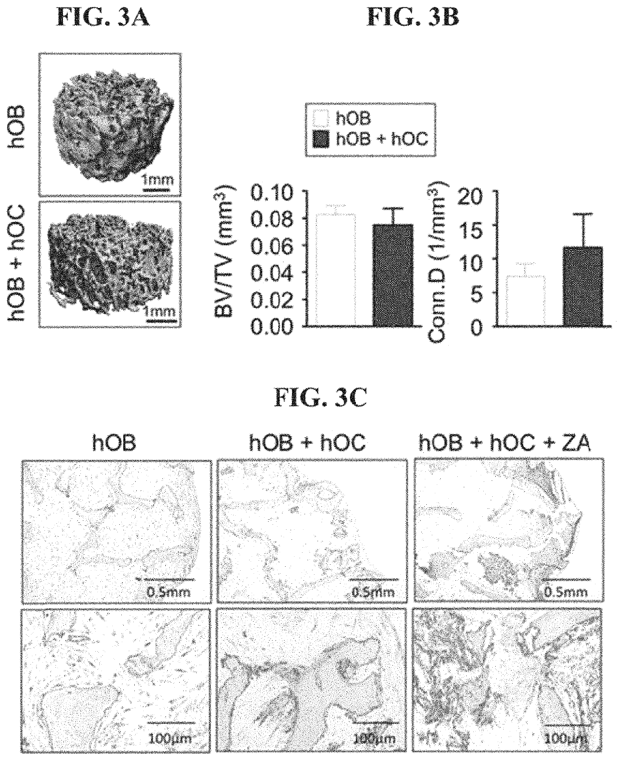 Tissue-engineered three-dimensional model for tumor analysis