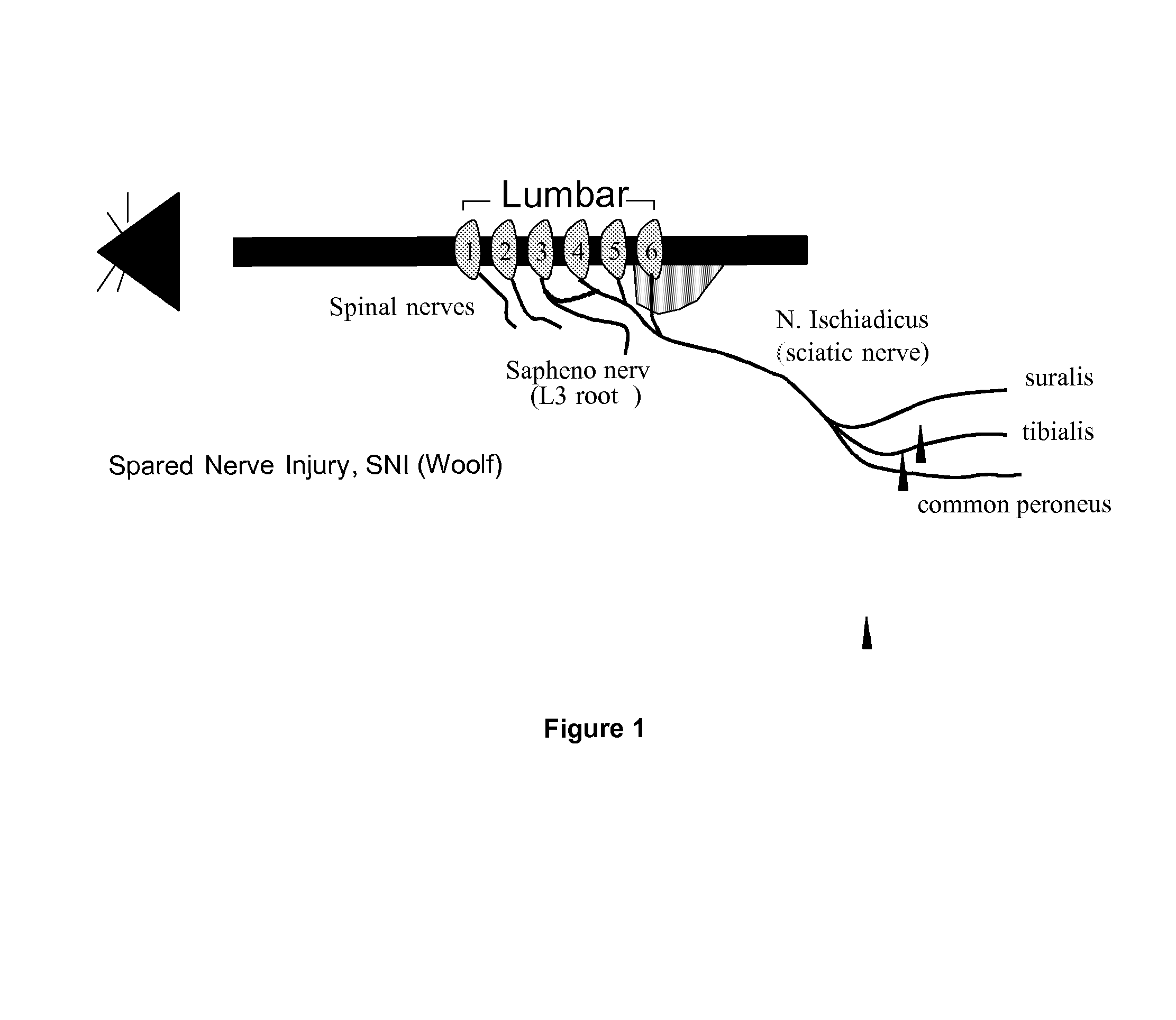 4, 6-disubstituted aminopyrimidine derivatives as inhibitors of protein kinases