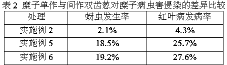 High-yield cultivation method for broomcorn millet