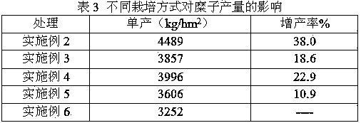 High-yield cultivation method for broomcorn millet