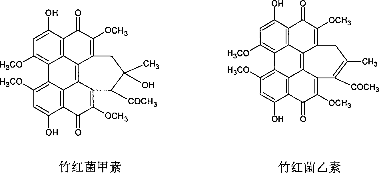 Shiraia strain for perylene producing quinone compound