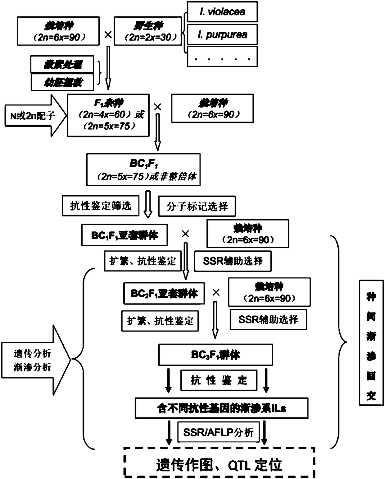 Cultivation method of virus-resistant sweet potato interspecific introgression line