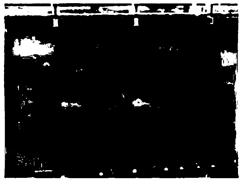 Method for polluted groundwater remediation by using in-situ construction of nanometer ferrous sulfide reaction zone