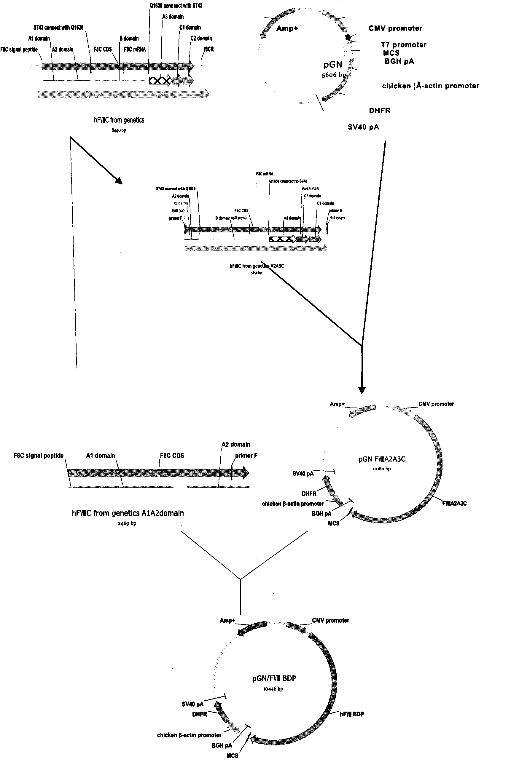 Method for expressing and producing recombinant human blood coagulation factors VIII in animal cells