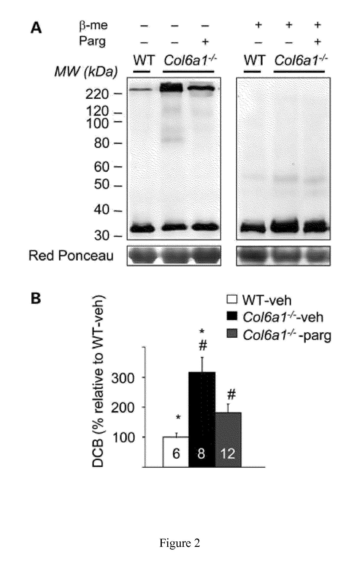 Treatment of muscular dystrophies and associated conditions by administration of monoamine oxidase inhibitors