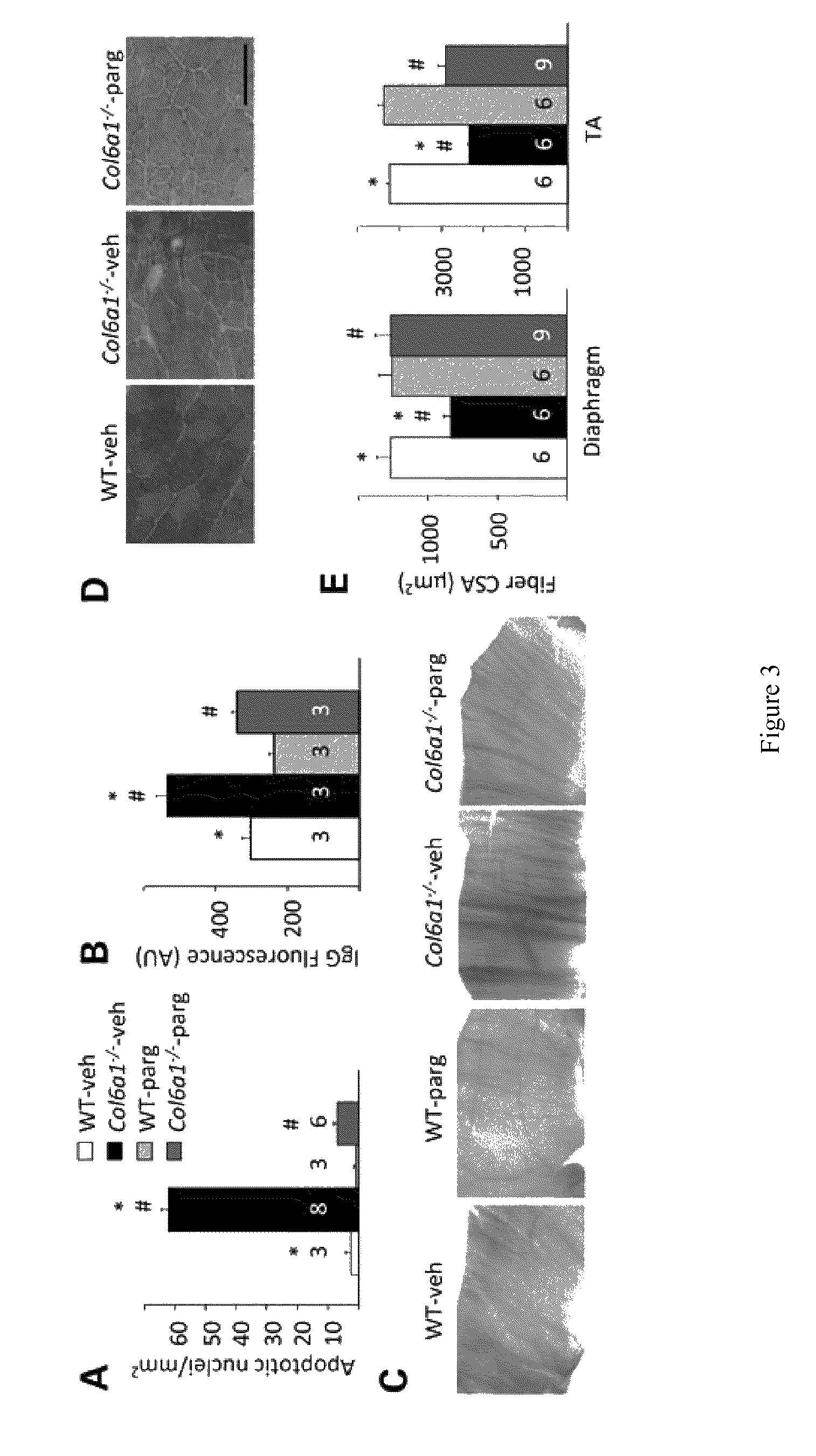 Treatment of muscular dystrophies and associated conditions by administration of monoamine oxidase inhibitors