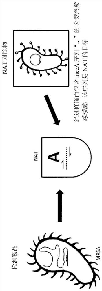 Quality control compositions and whole organism control materials for use in nucleic acid testing