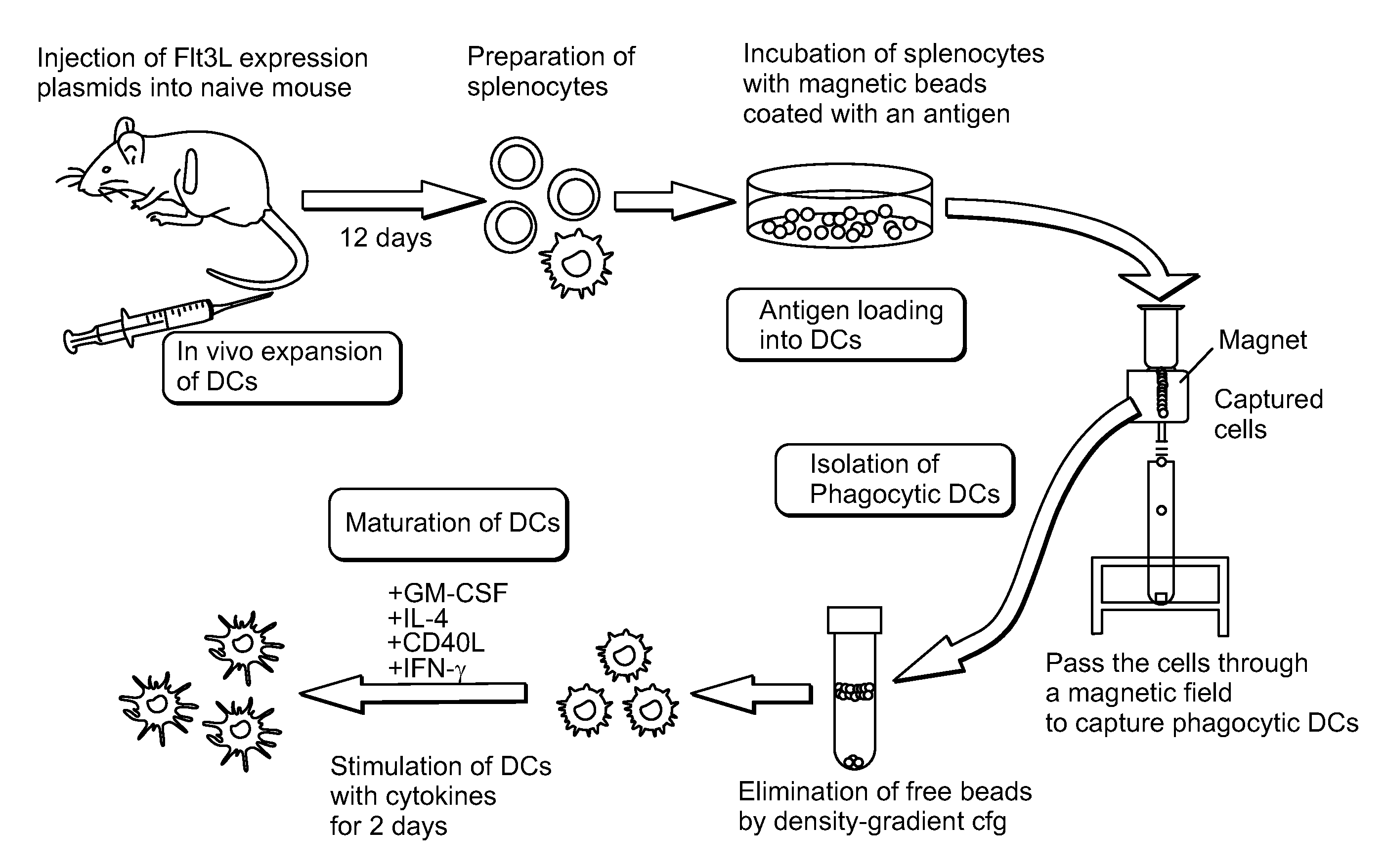 Dendritic cell vaccines for asparaginyl-beta-hydroxylase expressing tumors