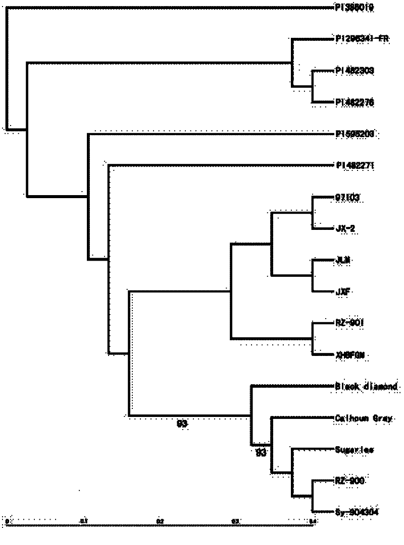 Watermelon complete genomic sequence information based analyzed and developed SSR core primer combinations and application thereof