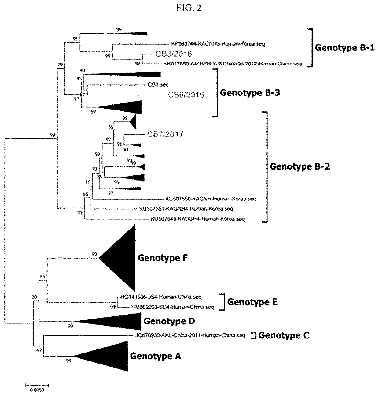 Novel severe fever with thrombocytopenia syndrome virus