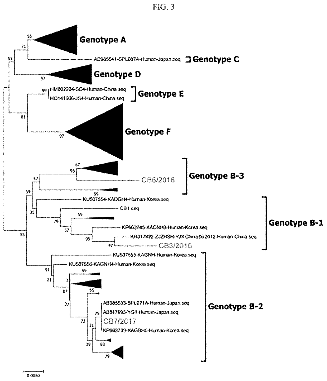 Novel severe fever with thrombocytopenia syndrome virus