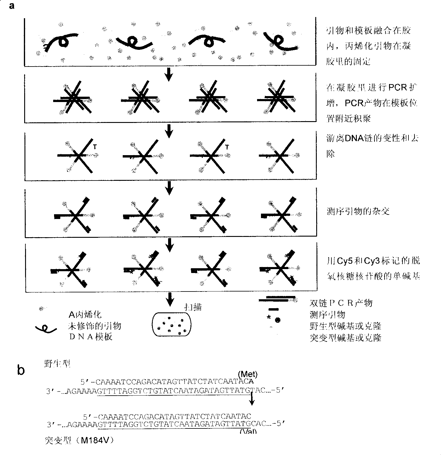 Method of detecting genetic mutations