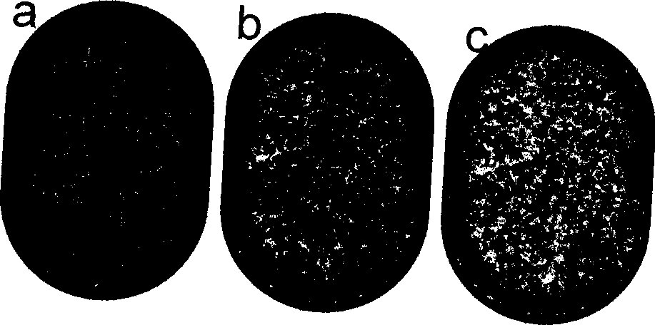 Method of detecting genetic mutations