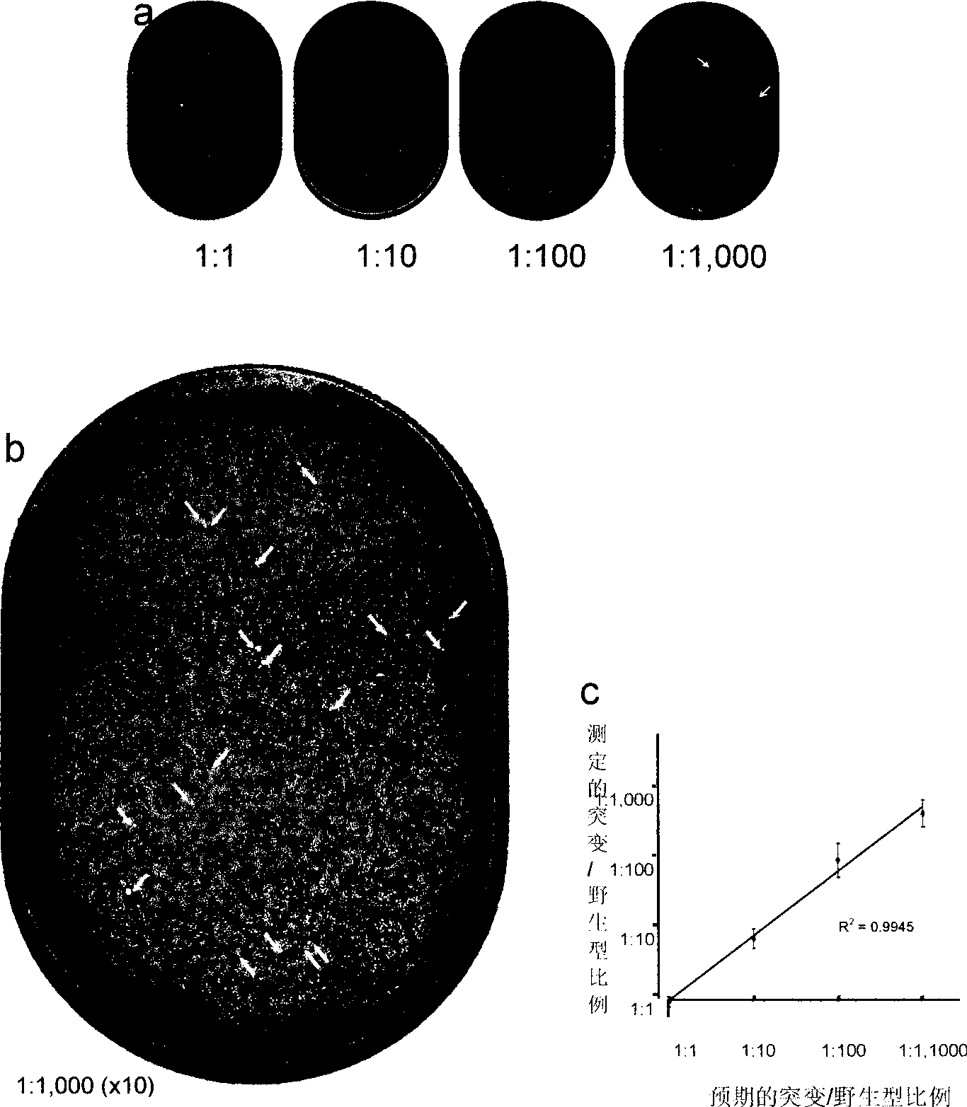 Method of detecting genetic mutations