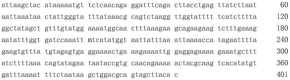 Method and kit used for determining human TERF1 gene rs201882345 site polymorphism