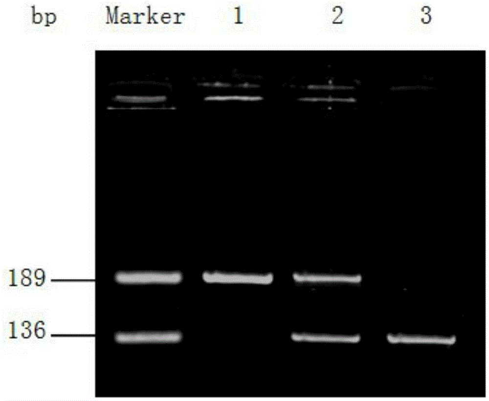 Method and kit used for determining human TERF1 gene rs201882345 site polymorphism