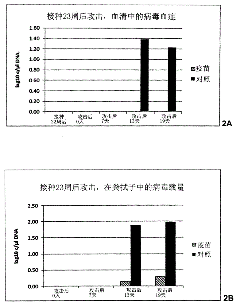 Vaccine against porcine circo virus type 2