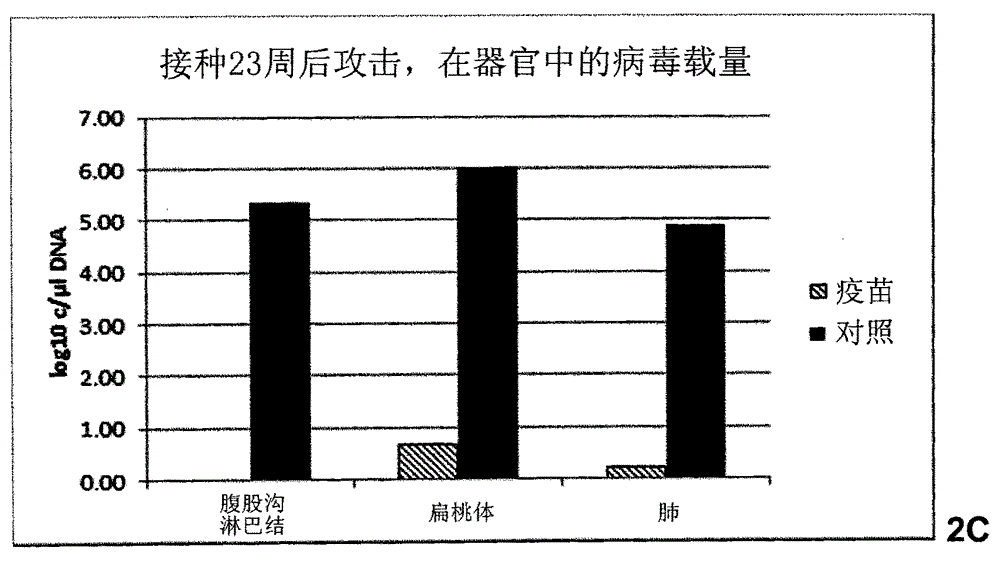 Vaccine against porcine circo virus type 2