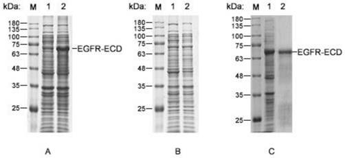 Polypeptide targeting egfr to inhibit egf to promote tumor cell proliferation