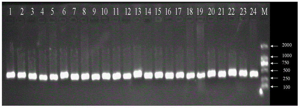 Primer and method for detecting EZH2 genes