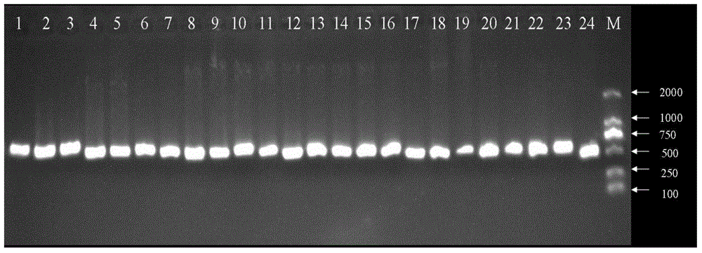 Primer and method for detecting EZH2 genes