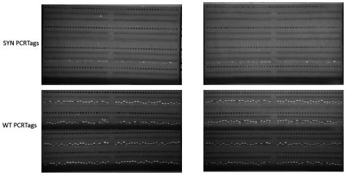 A method for knocking out the chromosome of Saccharomyces cerevisiae