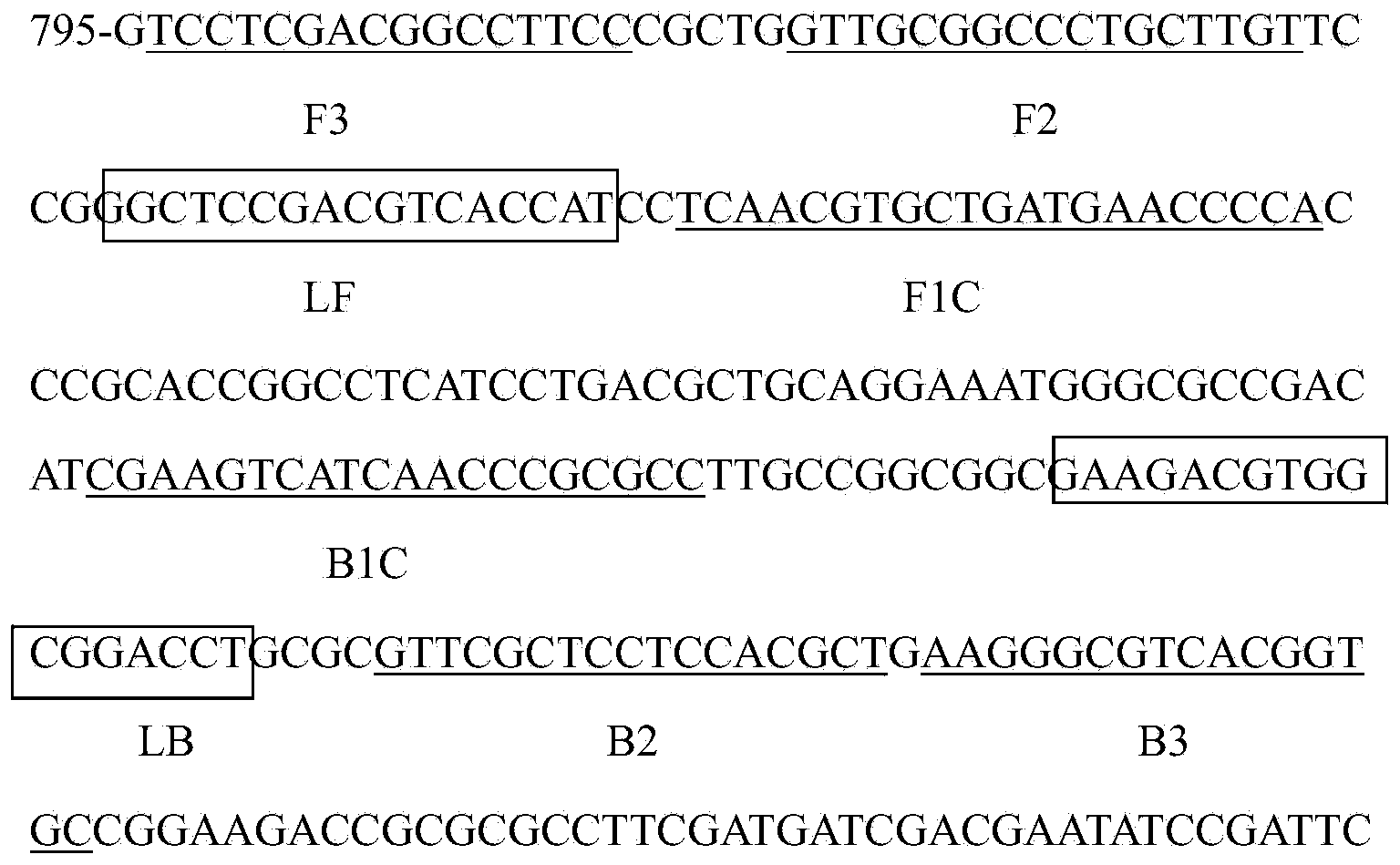 LAMP (Loop-Mediated Isothermal Amplification) rapid detection method and application of glyphosate-resist transgenic soybean