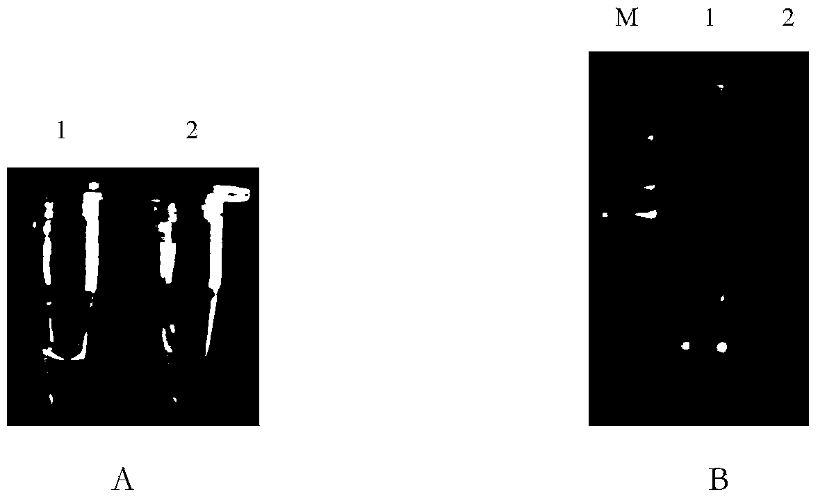 LAMP (Loop-Mediated Isothermal Amplification) rapid detection method and application of glyphosate-resist transgenic soybean