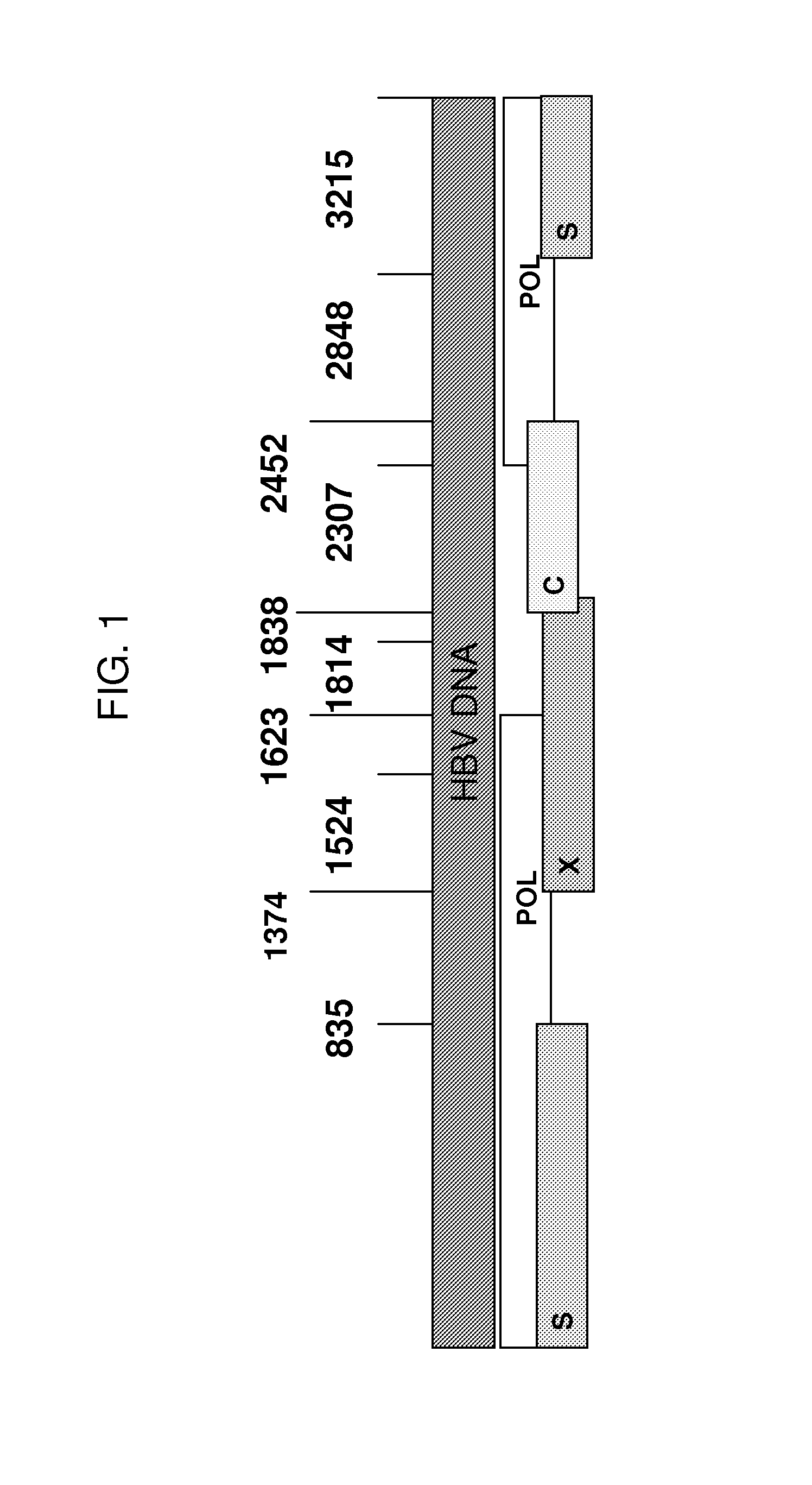 Yeast-based therapeutic for chronic hepatitis b infection