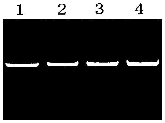 Method for detecting single nucleotide polymorphism of sheep DAQL gene by using PCR-RFLP and application of method