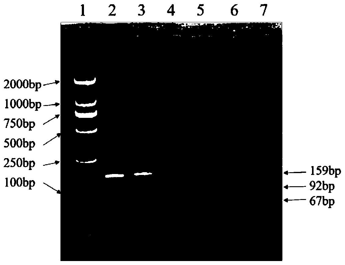 Method for detecting single nucleotide polymorphism of sheep DAQL gene by using PCR-RFLP and application of method