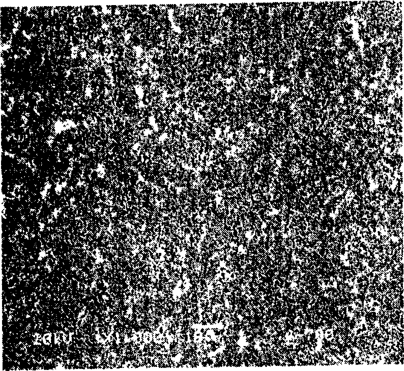 Method for rapidly sintering Nd-Fe-B ferromagnet