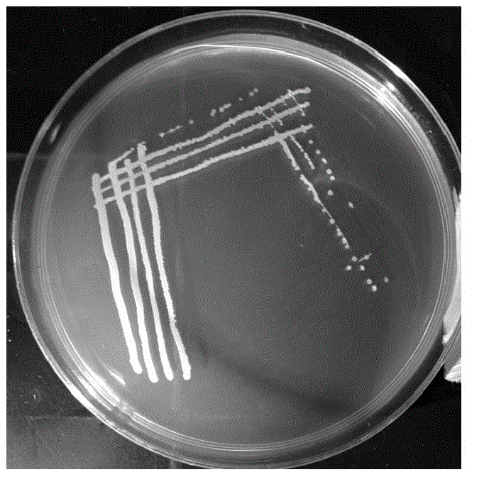 Maize growth-promoting rhizobacteria YM4 and application thereof