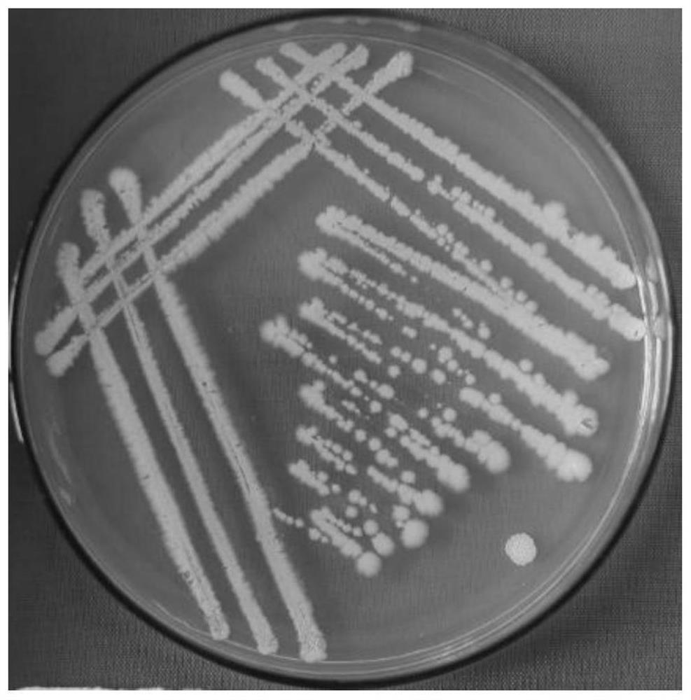 A Bacillus pumilus strain and its application