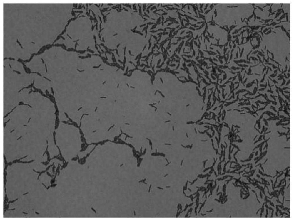 A Bacillus pumilus strain and its application