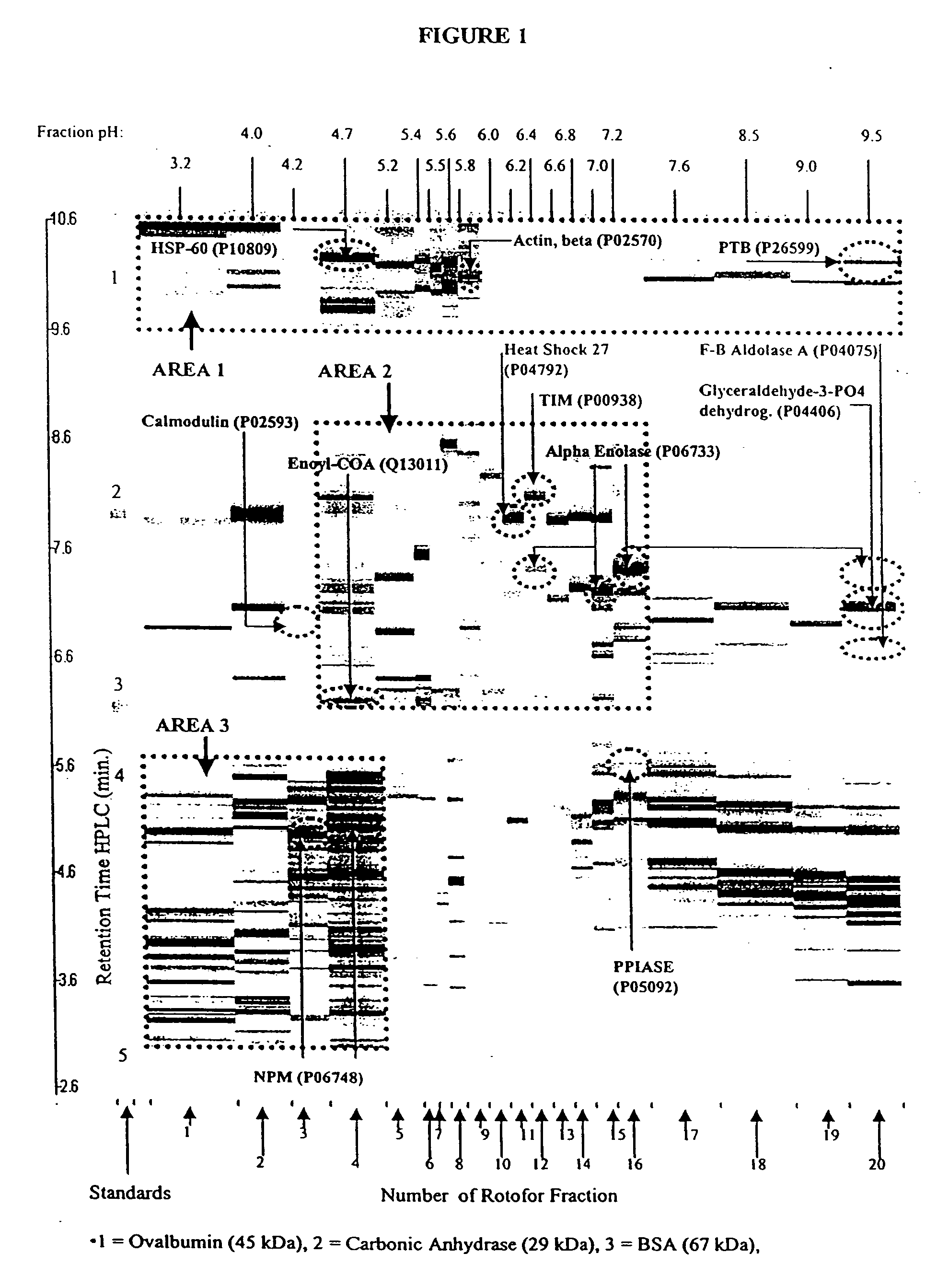 Protein microarray system