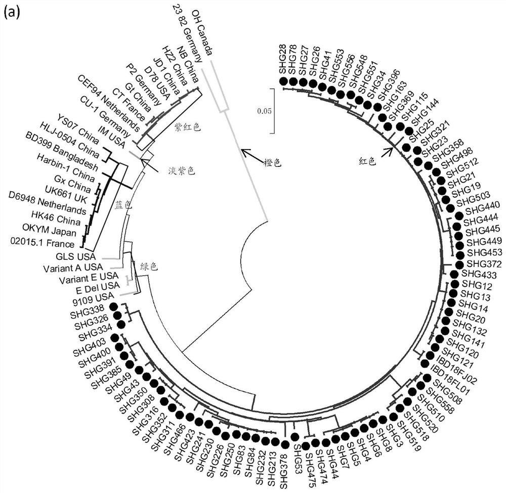 Chicken infectious bursal disease virus novel variant strain subunit vaccine and preparation method and application thereof