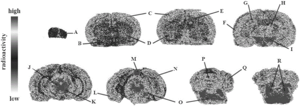 Tetrahydroxy furfuryl piperazine compound bonded with sigma-1 receptor and preparation method and application of compound