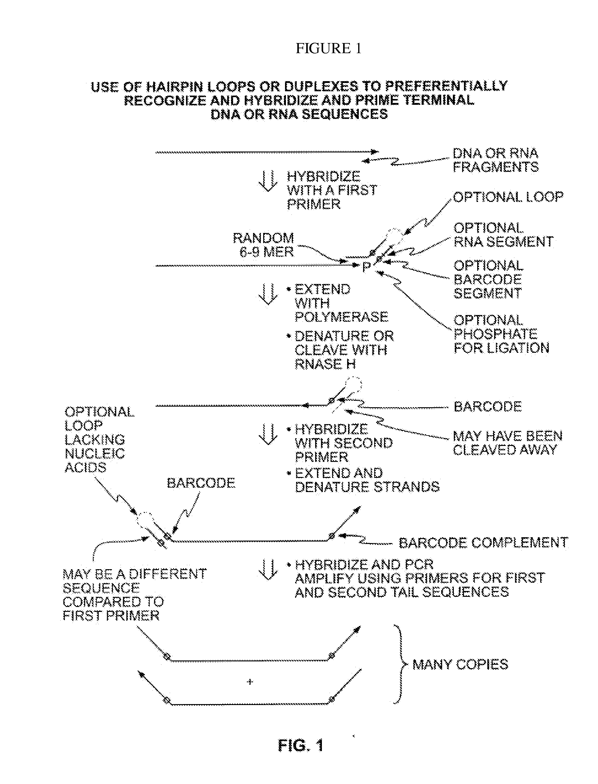 Methods for Amplification of Nucleic Acids Utilizing Hairpin Loop or Duplex Primers