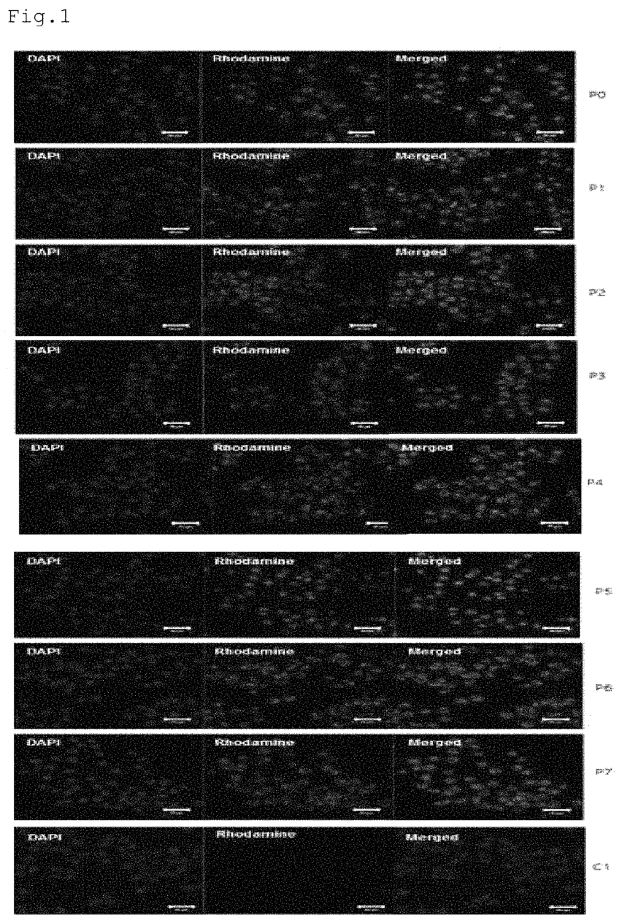 Bifunctional peptide having capability to permeate cells and capability to regenerate muscles and use thereof