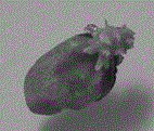 A method for inducing adventitious buds from mulberry cotyledons