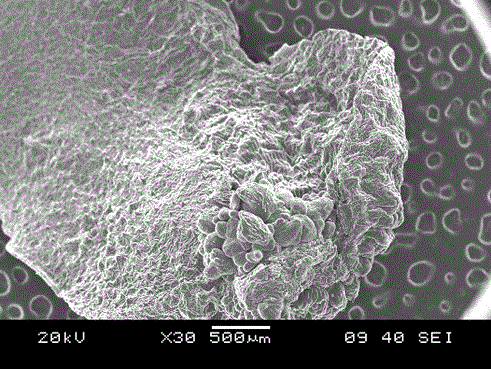 A method for inducing adventitious buds from mulberry cotyledons