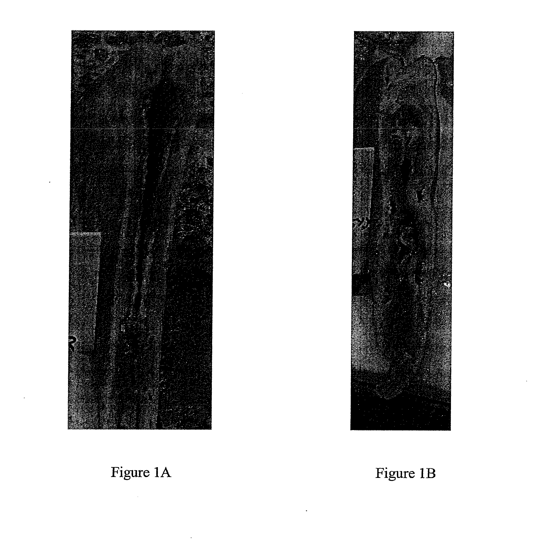 Formula and Process for Producing Frozen Sheeted Dough