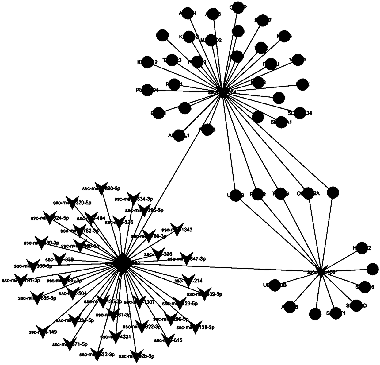 circRNA_26852 and application thereof