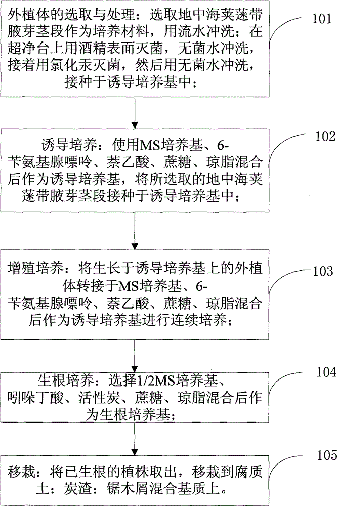 Tissue culture and propagation method of viburnum tinus